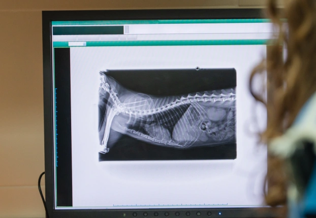 Digital X-ray of a pet displayed on a veterinary computer monitor during a diagnostic imaging examination.