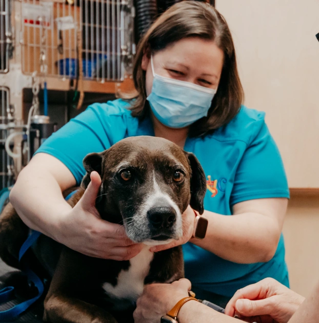 Veterinarian in blue scrubs and face mask examining a brown and white dog in a veterinary clinic setting, with medical equipment and cages visible in the background.