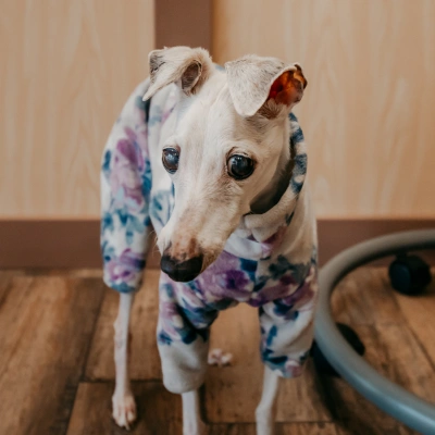 Small dog wearing a recovery suit while standing inside a veterinary clinic during post-treatment care."