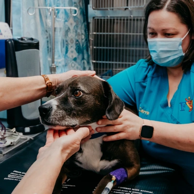 Veterinary professionals performing a wellness examination on a Boston Terrier standing on an exam table.