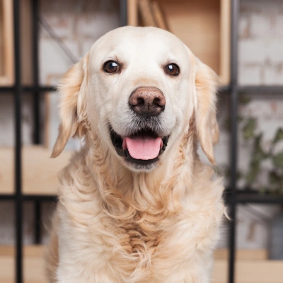 Happy golden retriever sitting indoors and looking at the camera during a senior wellness visit.
