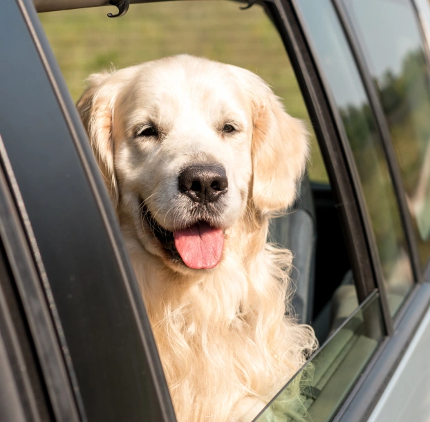 Happy golden retriever looking out of an open car window during a car ride.