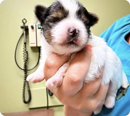 Veterinarian holding a newborn puppy during its first wellness examination at an animal hospital.