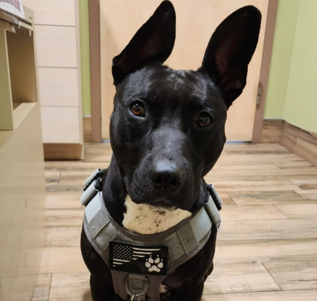 Buckled up black dog looking at the camera