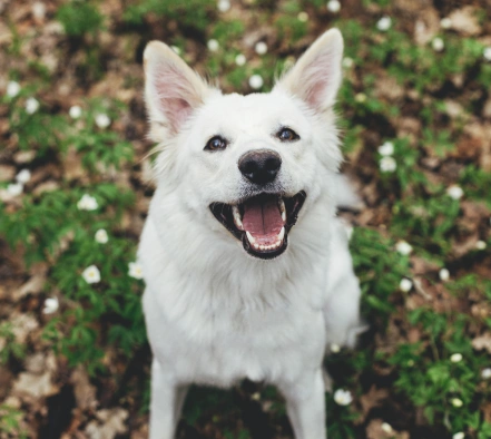 A white puppy smiling looking at the camera