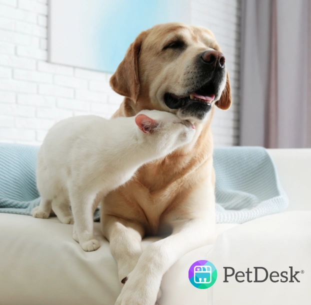 Yellow Labrador retriever and white cat relaxing together on a couch beside the PetDesk logo.