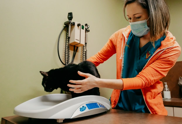 A masked veterinary technician in scrubs weighing a black cat on a digital scale in an exam room.