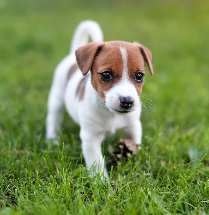 white and golden patched puppy running on the grass looking at the camera