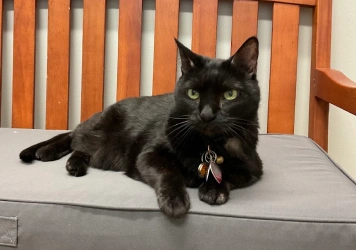 Black cat with green eyes lying on a bench cushion