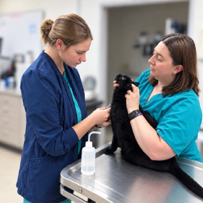 Veterinary team member examining and comforting a dog during a veterinary appointment.