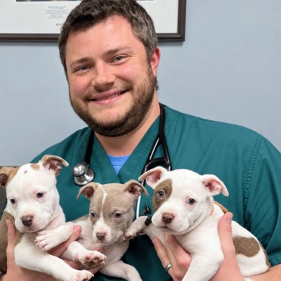 Veterinarian holding three young puppies during a puppy wellness visit at a veterinary clinic.
