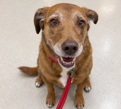 A brown dog looking at the camera