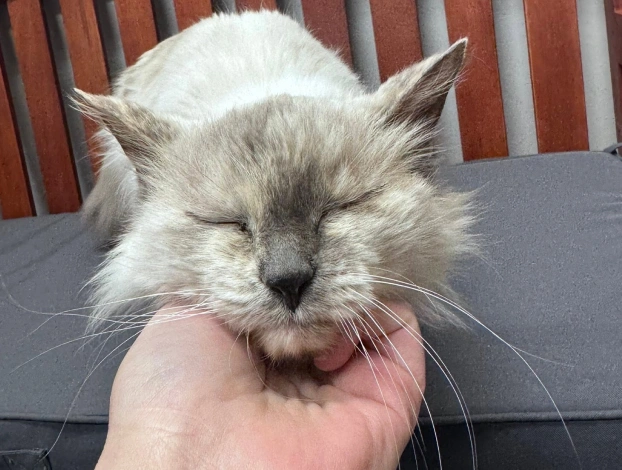 Fluffy cream and gray cat with closed eyes enjoying a gentle chin scratch while resting on a chair.